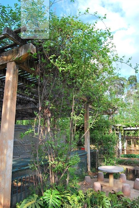 银屑病|山砒霜,见过吗?治类风湿性关节炎、红斑狼疮、银屑病