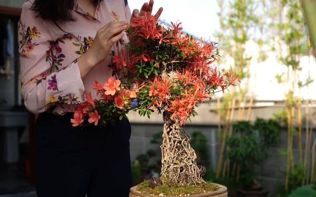 最小的盆,养最牛的花,还能开爆盆,真牛!