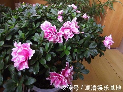 养花|3种花再喜欢,也别轻易买,虽然很漂亮,但能“养活”的人不多