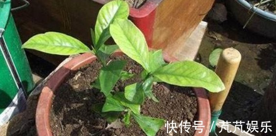 “它”比淘米水、啤酒水强百倍,用一勺“它”,养啥能爆盆