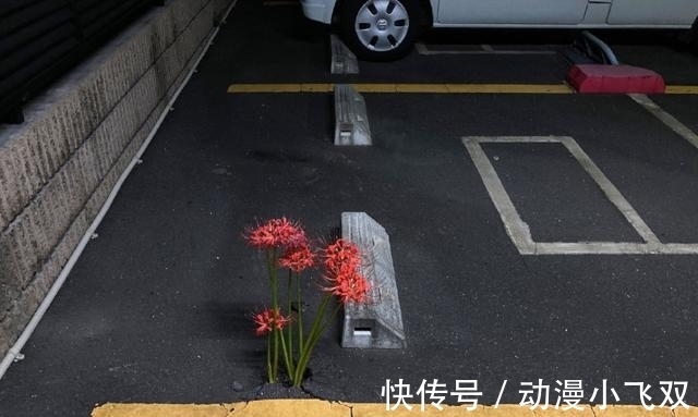 动漫|日本停车场里长出了彼岸花，结果动漫爱好者们纷纷玩起了梗