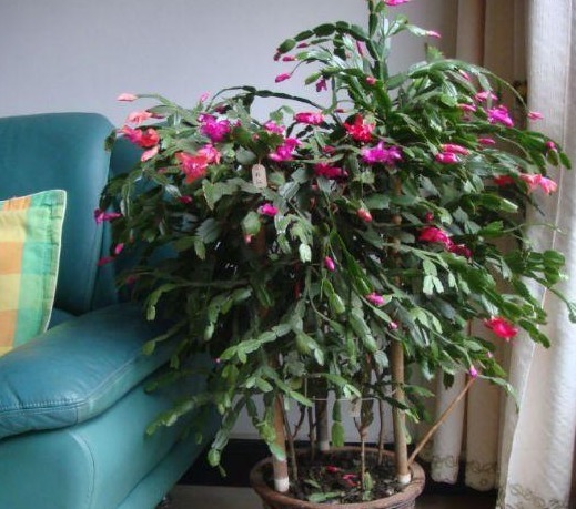 养了3年蟹爪兰,没有开花迹象,在盆里丢点“它”,冒花30朵!