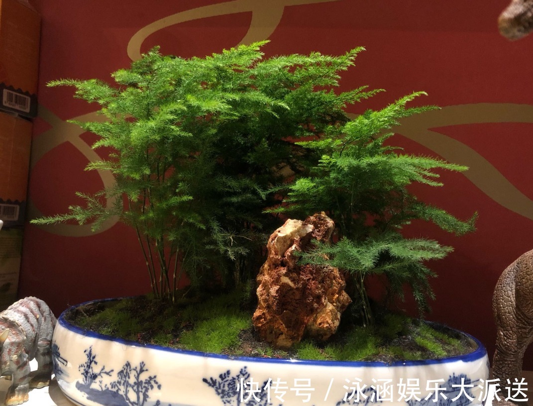 买云竹擦亮眼,买对品种,养护简单,蹭蹭长叶片,美美盆景养出来