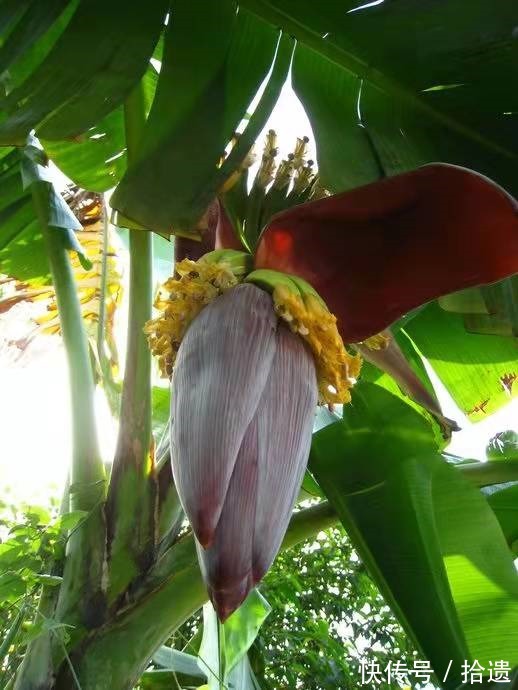 添字丑奴儿$那些打在芭蕉上的流光,点点滴滴,全部收藏!