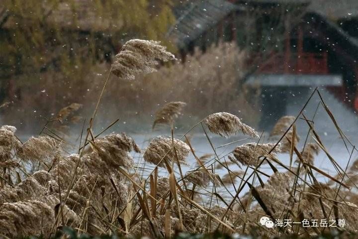 百脉泉|雪泉共舞，百脉氤氲：泉城第一场雪，百脉泉飞花穿庭，盛雪芳华