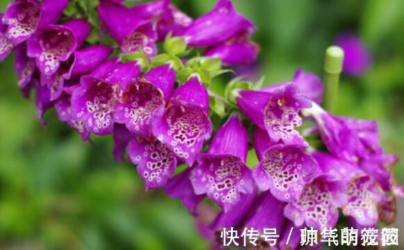 花瓣|这几款小花容易爆盆,花开一茬接一茬,美艳绝伦,惊艳如花球