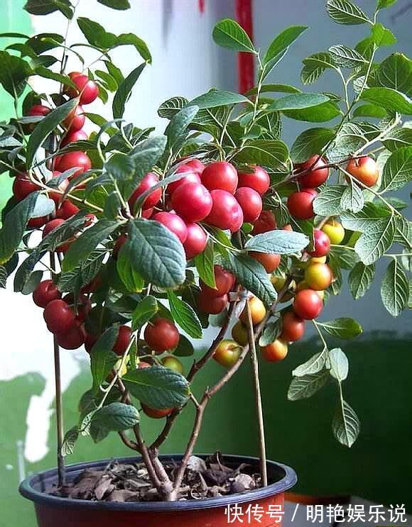 阳台|四川发现一户人家阳台，真是有才了，百闻不如一见，拍给大家瞧瞧