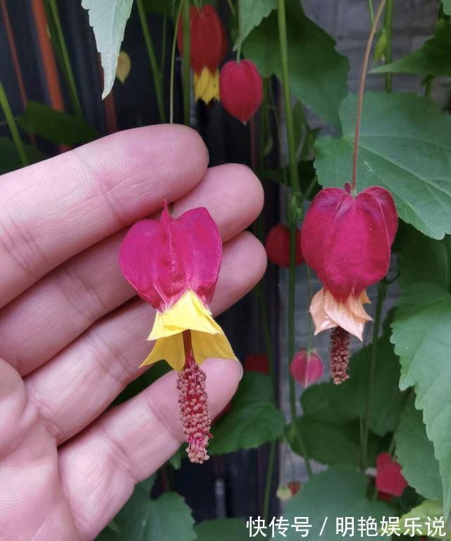 养护|4种花“高颜值”,花朵像“小仙女、红灯笼”,你家有几种?