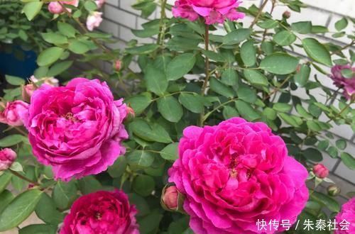 什么松针土、腐叶土都不如这种土,土壤疏松又肥沃,养啥都爆盆!