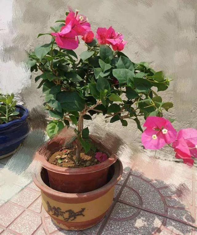 扦插|三角梅的养护大全摘光叶子，少浇水，使劲晒，开花爆满盆