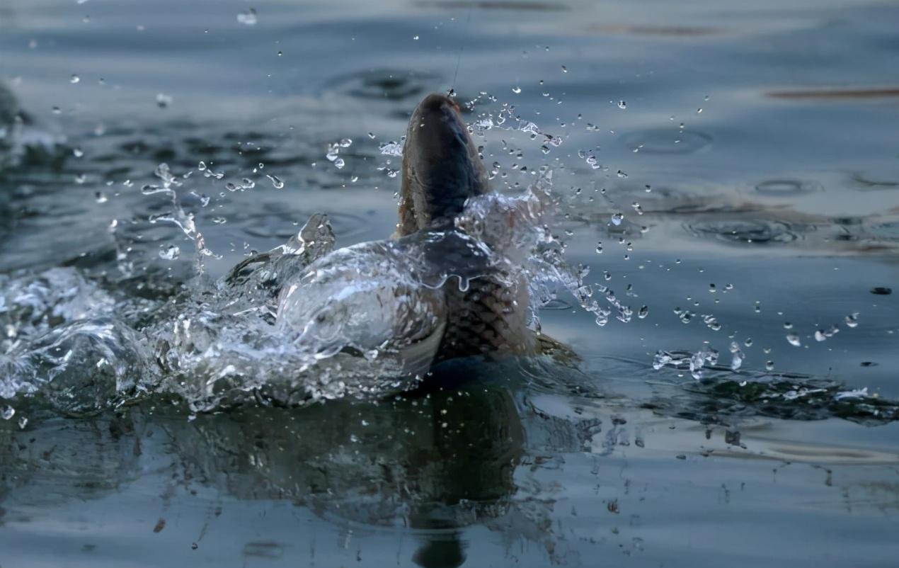 压箱底的漂调钓技巧，野外调漂相当容易搞定！