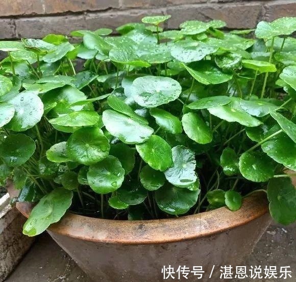 修剪|铜钱草“超爱”1种肥，半月浇1次，蹭蹭长爆盆，叶子比硬币大3倍