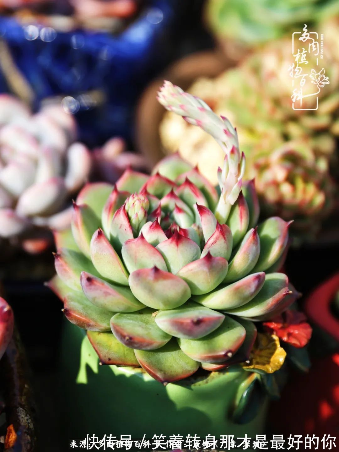 曾经的美肉,谢谢你们都惊艳过时光,谢谢你们都陪过我!