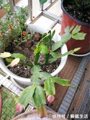 蟹爪兰有4“怕”,注意避开它,10天白根蹭蹭冒,独苗变群兰