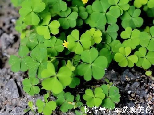 本草纲目|野外见到这种“心形小草”,请拿袋子装些回家,它的价值不一般