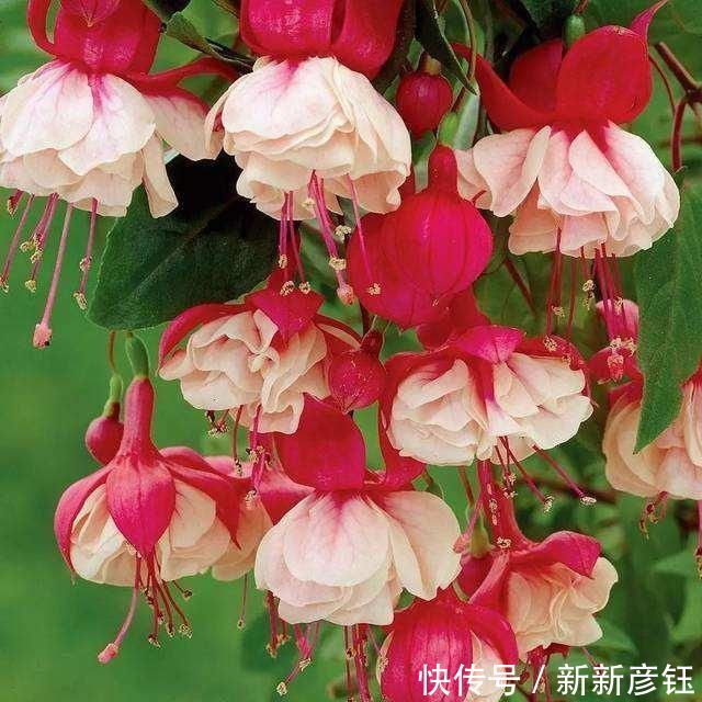 4种“娇气”花，公认的难养，一个比一个难伺候，买了也白花钱