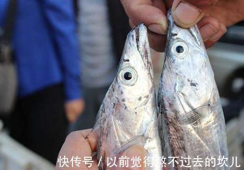 肉质|买带鱼时,别光看大小,学会3买3不买,轻松挑到优质好带鱼