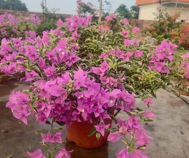 三角梅长势不佳、开花少该怎么办多注意4件事，养护零失误