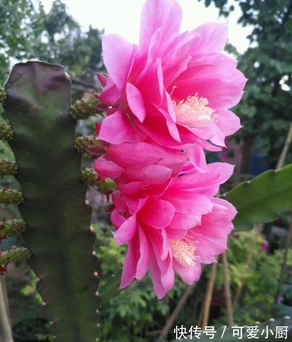 两米高|2种花,20个大花苞一起开,一个白天开,一个夜晚开美死了