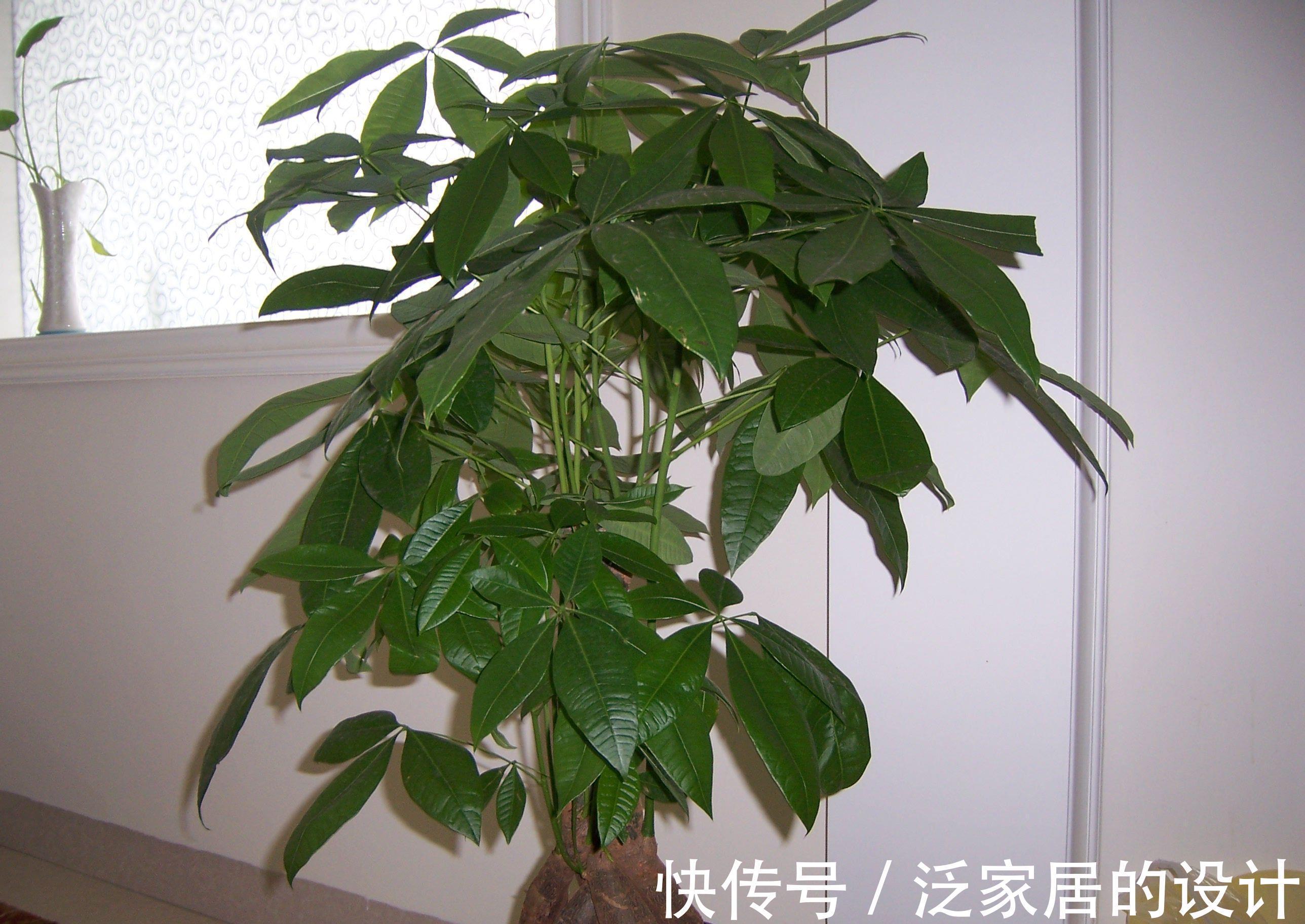 寓意|养花试试这几款,叶子常绿,生机勃勃,能够起到辟邪挡煞的作用