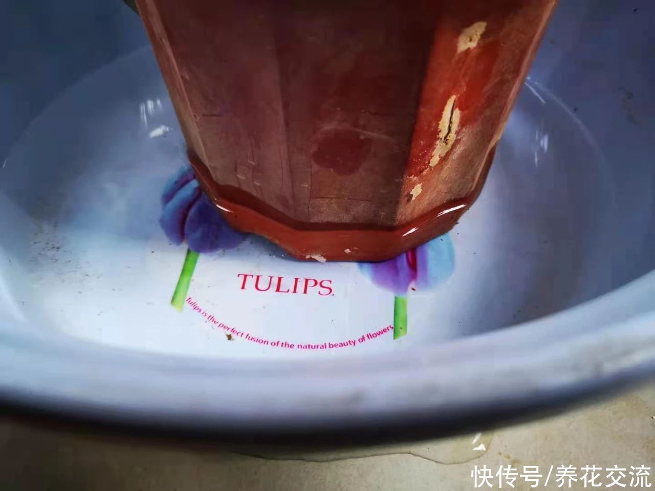 丽格海棠用浸盆法养护，可避免烂根烂茎，也能减少黄叶