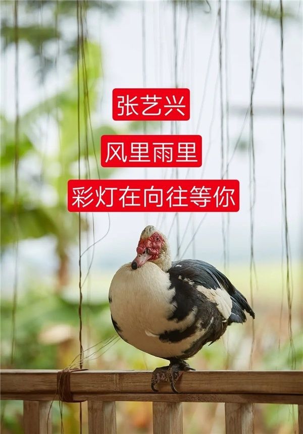 张艺兴，风里雨里，尼古拉斯·灯在《向往的生活》第五季等你