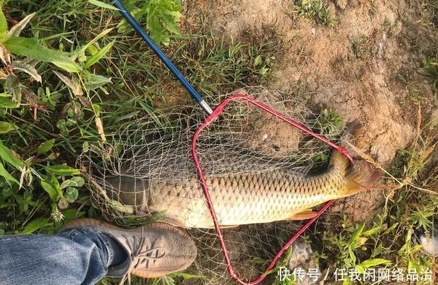 南宁钓鱼人钓获“鲤鱼王”,身长一米全身金黄,老大爷建议放生