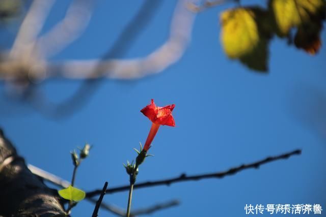 老年|秋意渐浓秋色起，斑斓色彩染磴山!美图来袭~