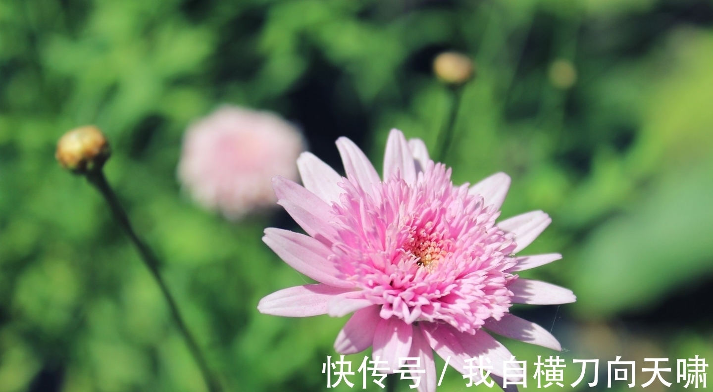 四生肖|9月15日之后，四生肖桃花运有波折，牵手幸福，缘分说来就来