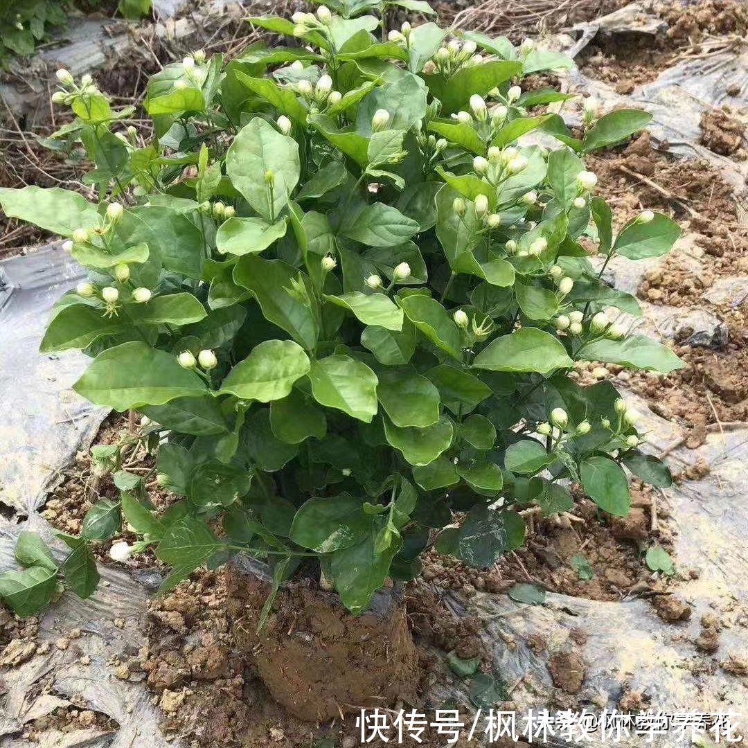 春季花卉市场销量最大的6款开花类盆栽，你知道吗