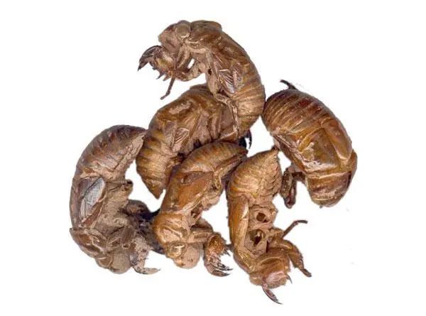 神方|一个止痒神方,2味药,血热风热均消除!清热止痒,一剂见效!