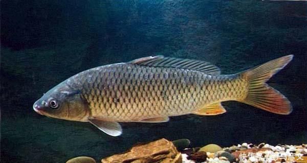 钓鲤鱼的最关键的2点，你知道吗老钓友为你解答