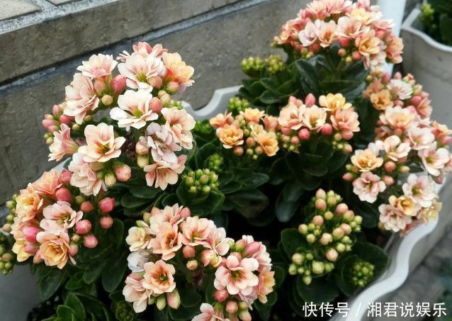 修剪吊兰、发财树、长寿花,就参照割韭菜,半个月一茬刚好!