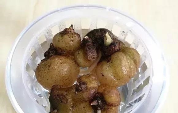 3种花养不好“别放弃”,直接扔水里,10天就生根,比绿萝还好养