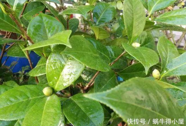 扦插的5个错误操作，不是难生根，是你做错了，扦插其实很简单