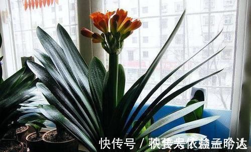 君子兰|养此2种花，花根一年长满盆，换盆不及时，想赏花都难了！