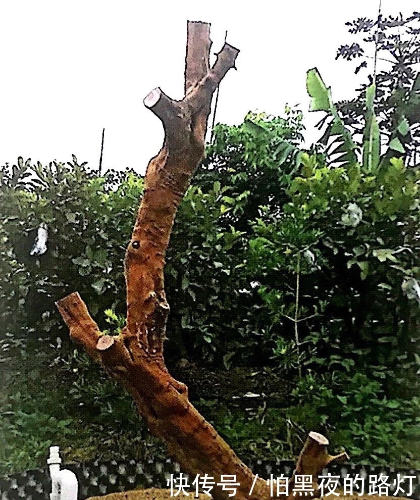 熟知雀梅习性后，临摹盆景设计案例，咱们的盆景作品指日可待！