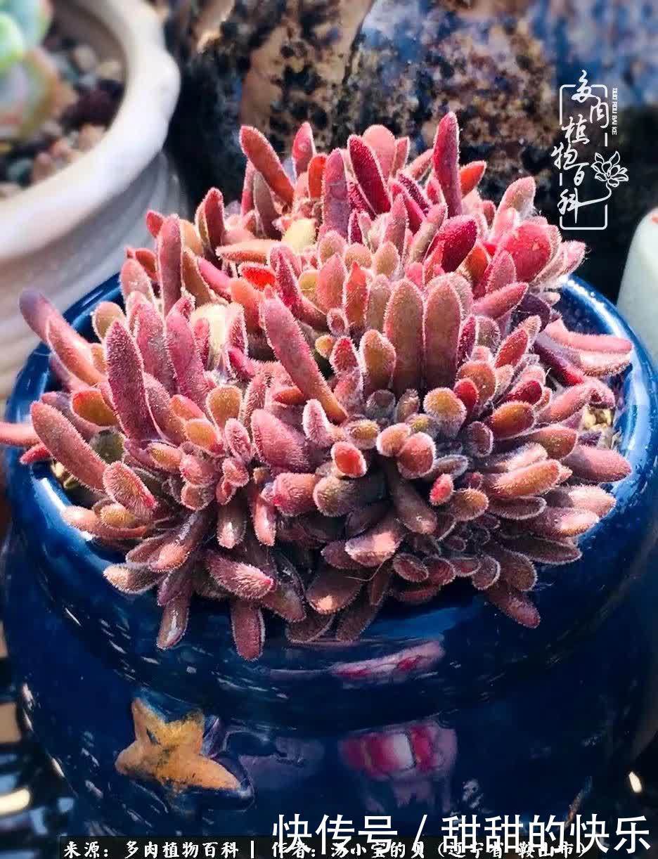 蚧壳虫|远嫁他乡,多肉是我孤寂时最美的陪伴!