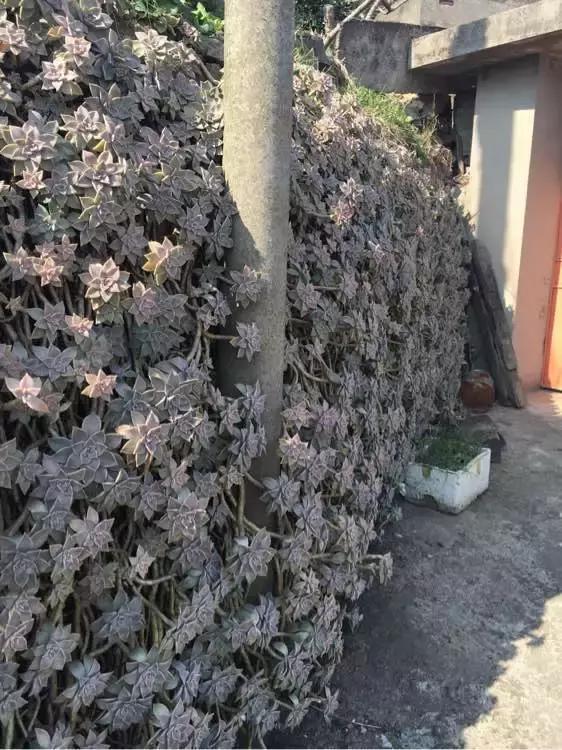 5种多肉“养不死”,1个月不浇水照样爆盆,5年养出“大老桩”