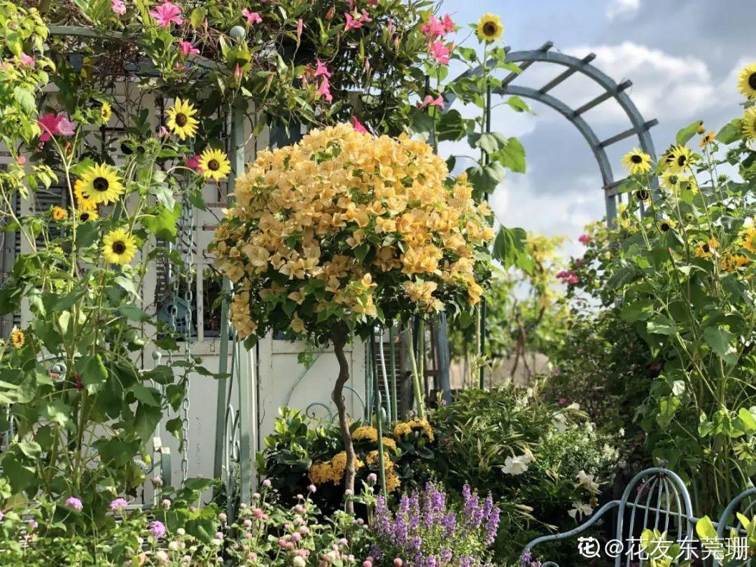 家里养了月季,花后使劲剪,越剪越开花,真省心