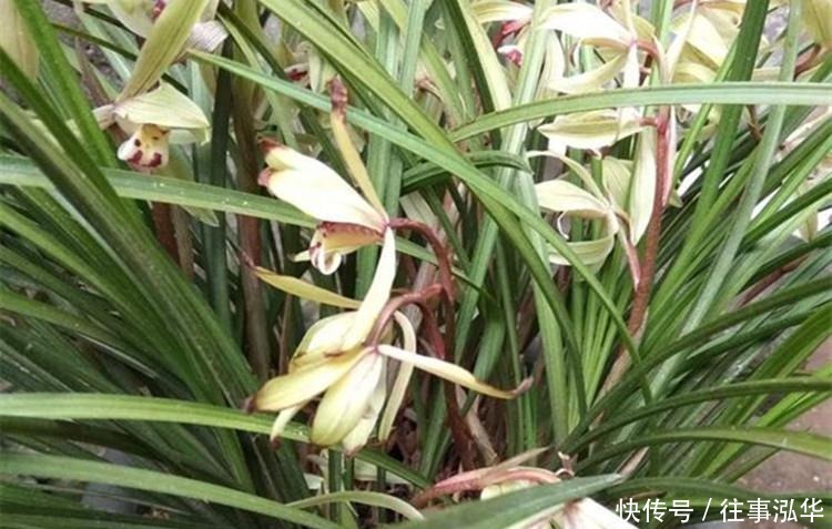 花友|养兰花,给它喷点“生根水”,大白根直冒,长得肥肥壮壮!