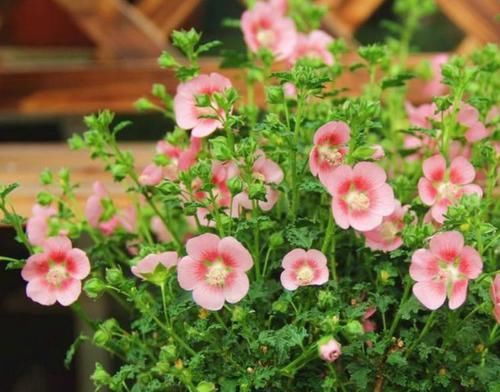  超高|4种花颜值超高，漂亮似牡丹，四季有花开，香气怡人，是盆栽佳品