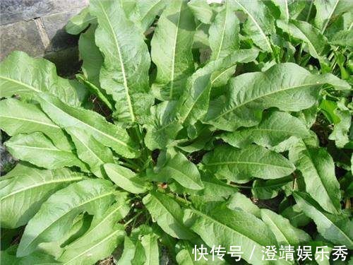 舌头|1种野草叫牛舌头，好多人上山排队挖，竟然有大作用