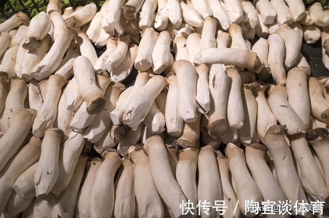 菌蕾|买杏鲍菇时,选大的好还是小的好?菜农:记住这5点,准没错