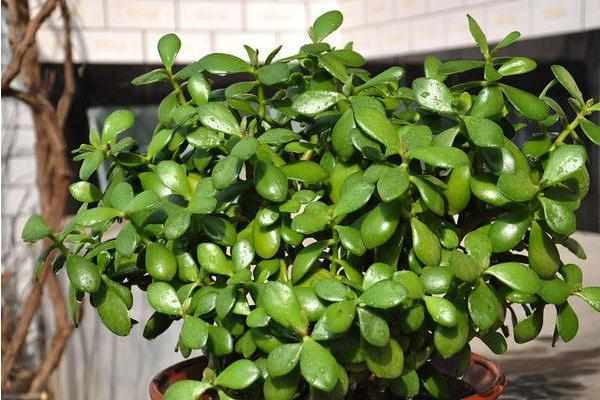 四季最好养的植物非它莫属,零基础的养花人也可以尝试,懒人大爱