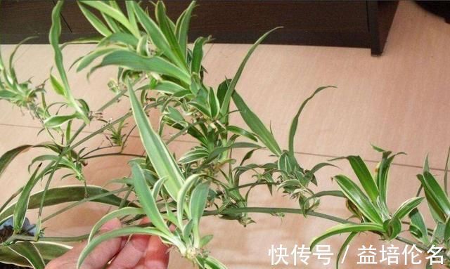 金边吊兰|吊兰放在家中哪个位置摆放在“3个地方”，一天一个样，长爆盆