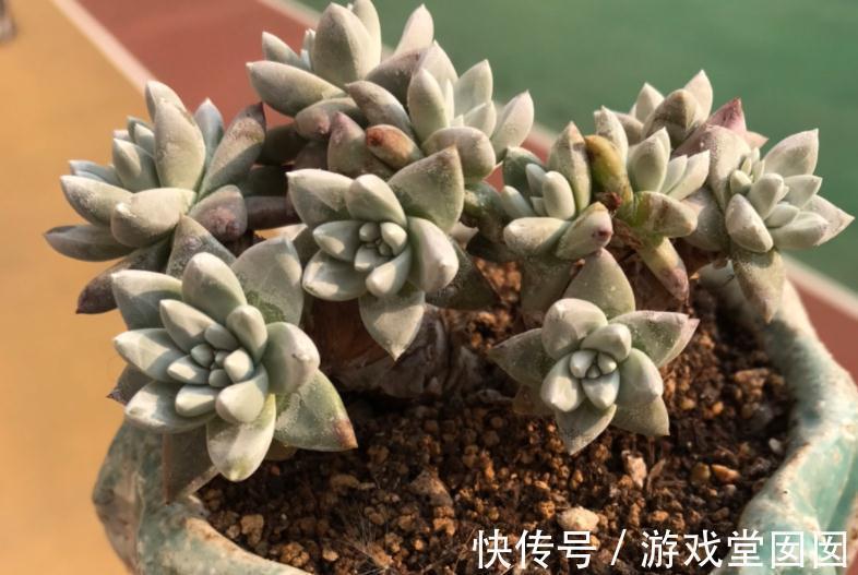 植株|养多肉植物白菊，扦插、服盆、日常打理该注意什么？