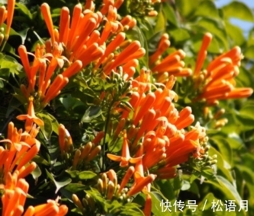 长得像葡萄一样,枝头挂满小鞭炮,请重视