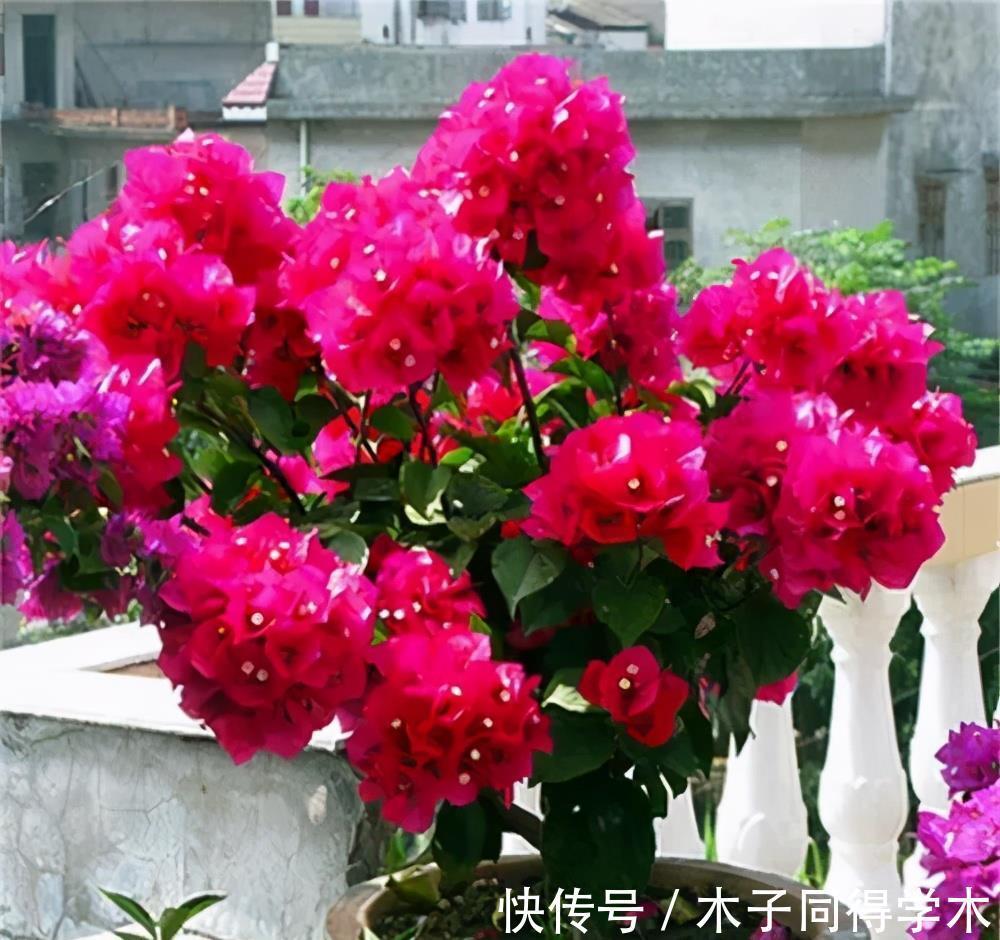 修剪|养三角梅掌握“3多1少”，绽放层叠群花，新手也能做到