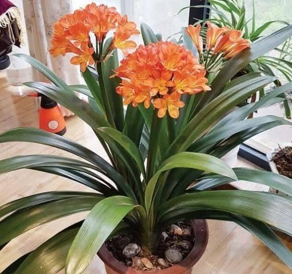 茶花|天冷了,3种花别“急着”搬进屋,在外“冻一冻”,开花又多又艳